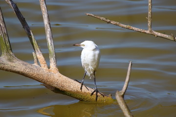Ecosistema de Do&ntilde;ana