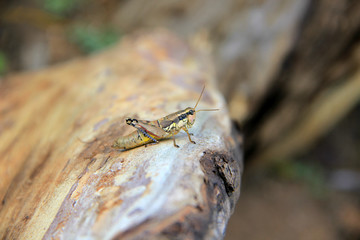 grasshopper on the tree