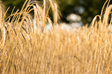Wheat - 167806881