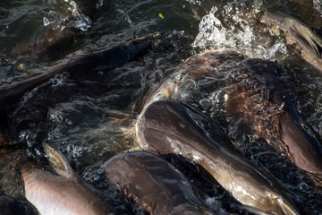 Amazing hungry fishes in the river