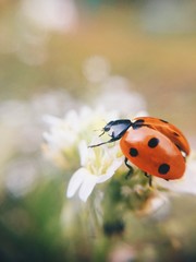 ladybird macro - 167807039