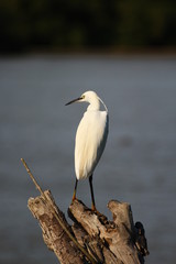 Ecosistema de Doñana