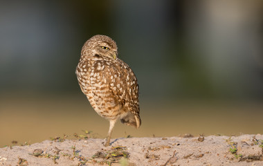 Fototapeta premium Burrowing Owl