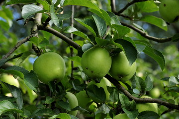 Äpfel am Apfelbaum in Streuobstwiese