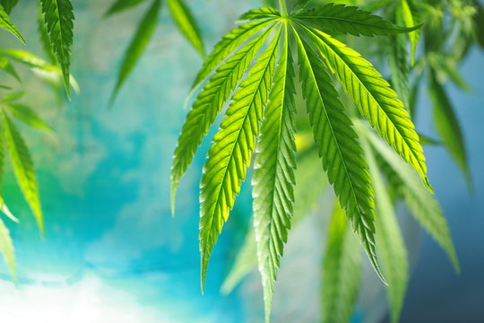 Cannabis on the background of the globe