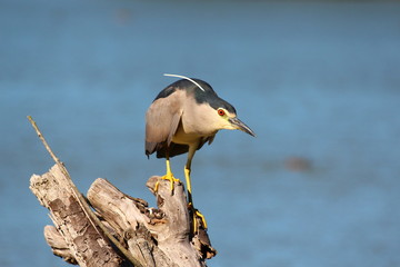 Ecosistema de Doñana