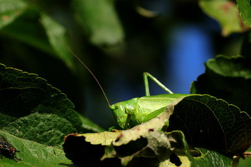 Heuschrecke sitzt im Apfelbaum