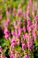 Detail of heather