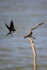Ecosistema de Do&ntilde;ana