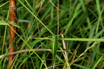 Heuschrecke versteckt sich im Gras