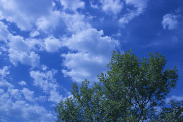 Fototapeta premium Blue Sky