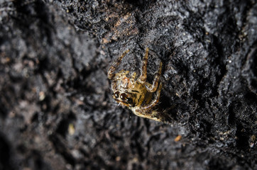 macro spider jump