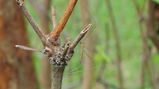 Crane Fly (Tipula oleracea) in tropical rain forest.