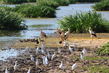 Ecosistema de Doñana