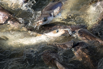 Amazing hungry fishes in the river