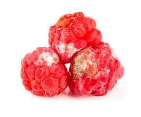 Raspberry spoiled isolated on white background macro