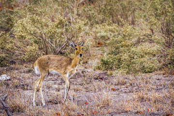 Naklejka na ściany i meble Oribi in Kruger National park, South Africa