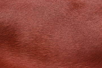 Dog fur. Animal fur texture. Fur fees. Short fur. Brown natural short hair animal close up.The hair coat.