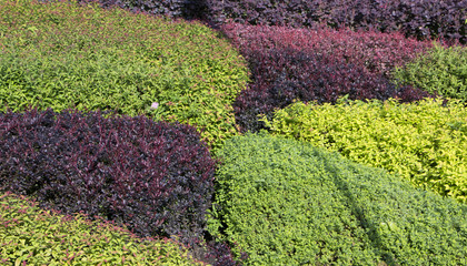 Topiary flower bed of spirits and barberry