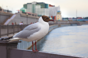 Cityscape with black-headed gull sitting on fence near the water