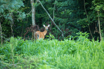 Deer In Forest In Summer
