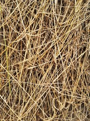 Dry leaf on the floor