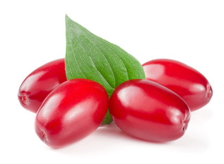 dogwood berry with leaf isolated on white background