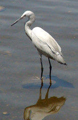 heron