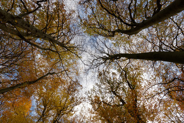 Kronendach im Herbst