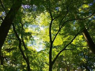 木と空