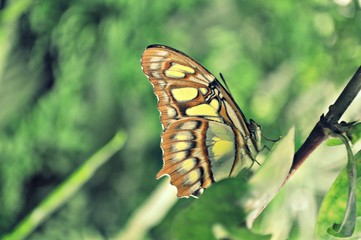 Schmetterling