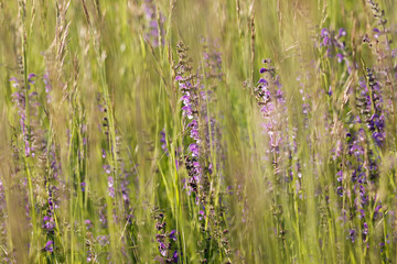 Wiesensalbei (Salvia pratensis)