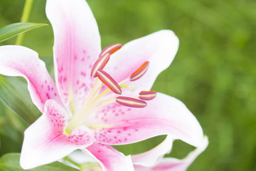 Lilien Blüte blühend weiß/rosa 