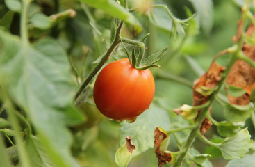 Cherry tomato