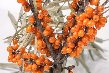 Sea buckthorn branch with leaves on white background