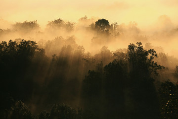 sunbeam through the mist and wood