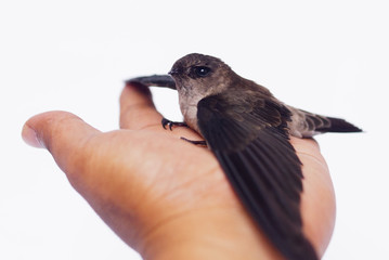 Swallow Bird On Human Hand Over White Background © noorhaswan