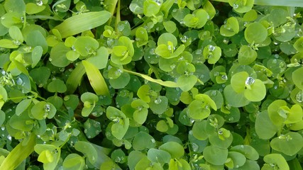 Plants and nature