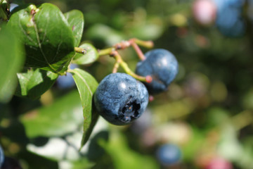 2 Heidelbeeren am Strauch