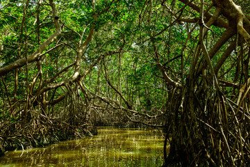 Mangrove trees and river