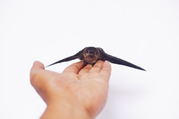 Swallow Bird On Human Hand Over White Background © noorhaswan