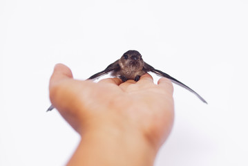 Swallow Bird On Human Hand Over White Background © noorhaswan