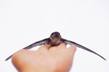 Swallow Bird On Human Hand Over White Background © noorhaswan