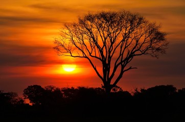 Fototapeta na wymiar Sunset in the Okavango delta at sunset, Botswana