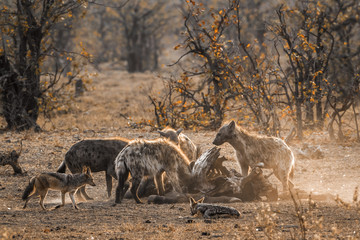 Spotted hyaena and Black-backed jackal in Kruger National park, South Africa