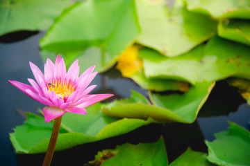 A little bee on lotus flower and Lotus flower plants
