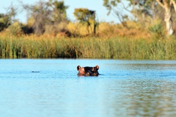 Hippo in the Okavango delta, Botswana