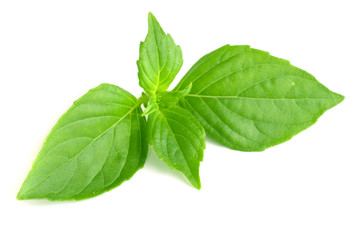 basil herb leaves isolated on white background closeup
