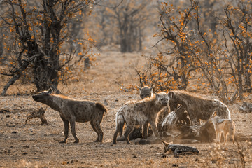 Spotted hyaena and Black-backed jackal in Kruger National park, South Africa