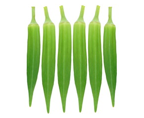 Green roselle isolated on white background